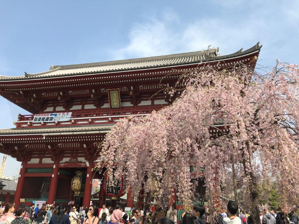 浅草の桜　お花見一日観光