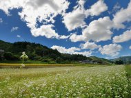 ■蕎上人のこだわり ■国産　蕎麦粉