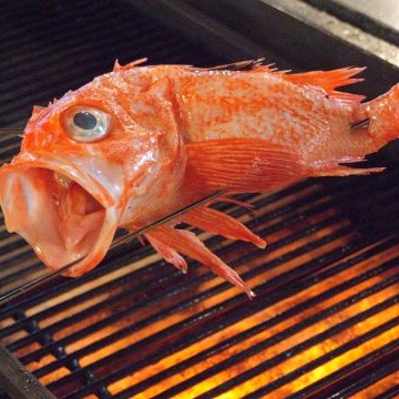 浅草　たぬき 炉端焼きメイン画像