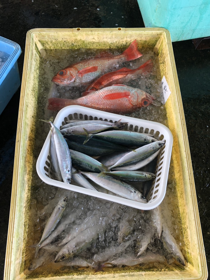 千葉県南房総近海産の朝獲れ地魚の産地直送を仕入れ！